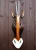 Rustic Wood Animal Mask Wall Art for Bar Carving Antelope 50cm *Gift Idea*.